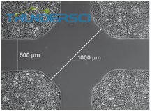 QQå?¾ç??20190318145016 å?¹å?»æ??ä»¶3å? 4å?-2.png